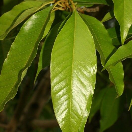 Michelia champaca Leaf