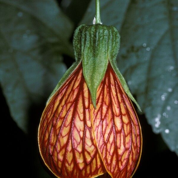 Callianthe picta Flower