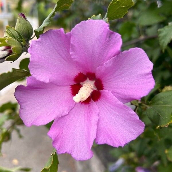 Hibiscus syriacus Flower