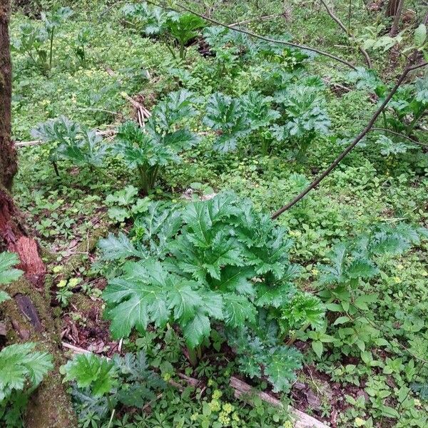 Heracleum sosnowskyi برگ