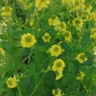 Barbarea vulgaris Flower