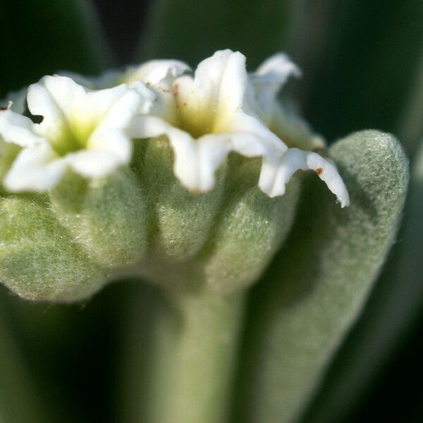 Tournefortia gnaphalodes Fleur