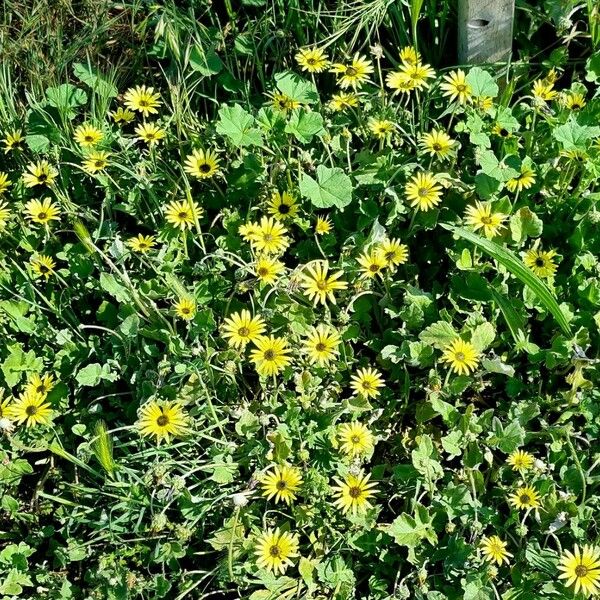 Arctotheca calendula Habit