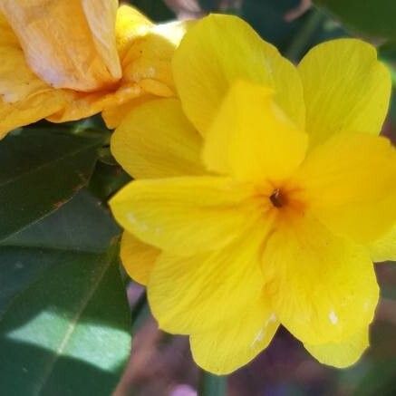 Jasminum nudiflorum Fleur