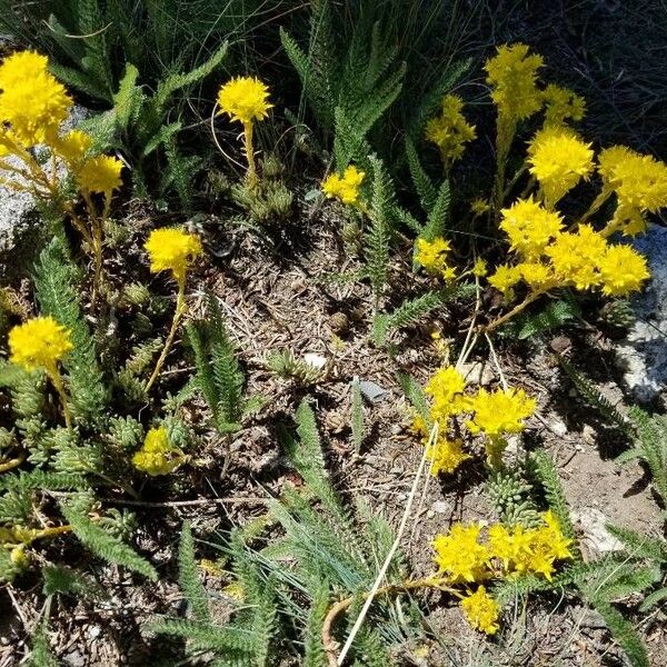 Sedum lanceolatum Λουλούδι