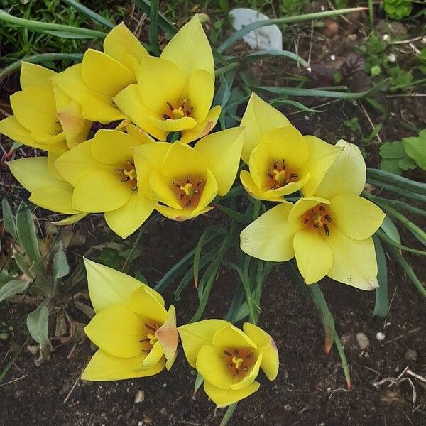 Tulipa clusiana Habit