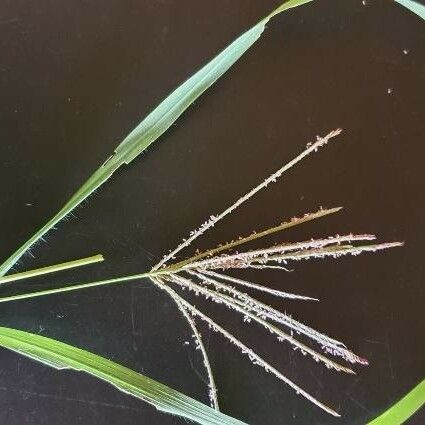 Digitaria eriantha Flower