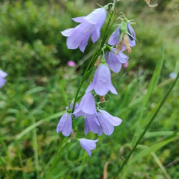 Campanula rhomboidalis Flor