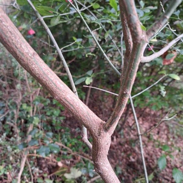 Euonymus europaeus Bark