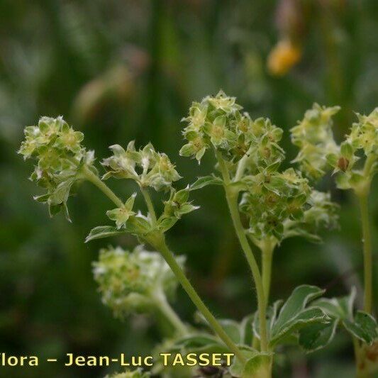 Alchemilla alpigena Blomst