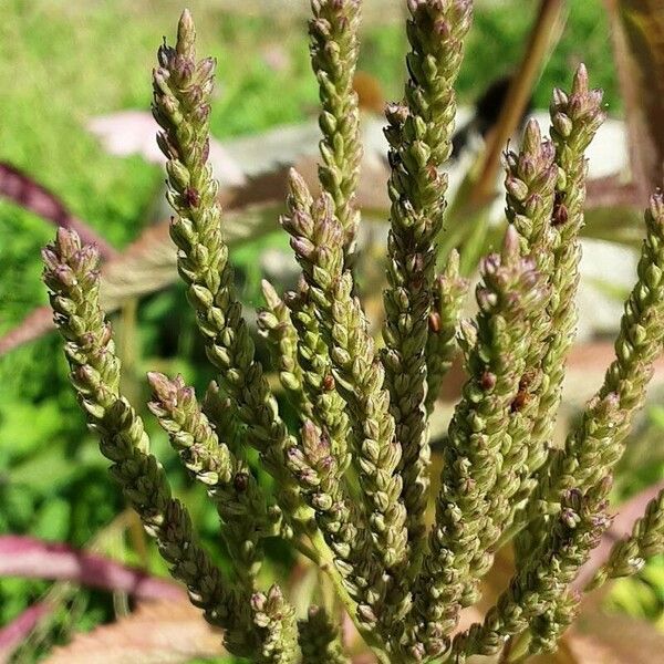 Verbena hastata Φρούτο