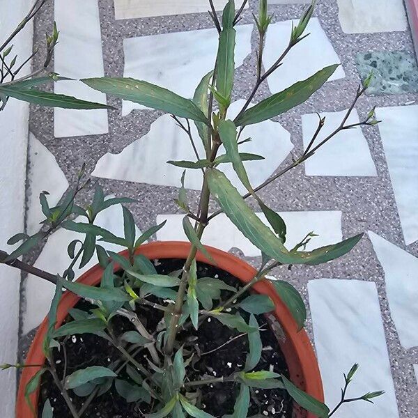 Ruellia simplex Leaf