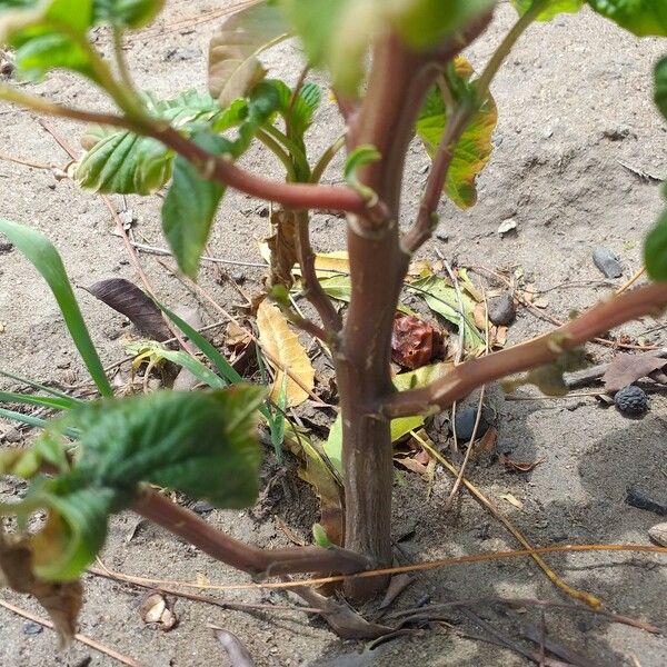 Amaranthus viridis Bark