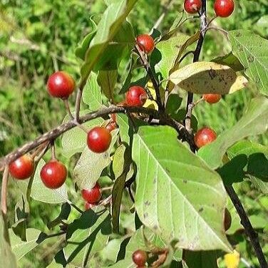 Frangula alnus ᱡᱚ