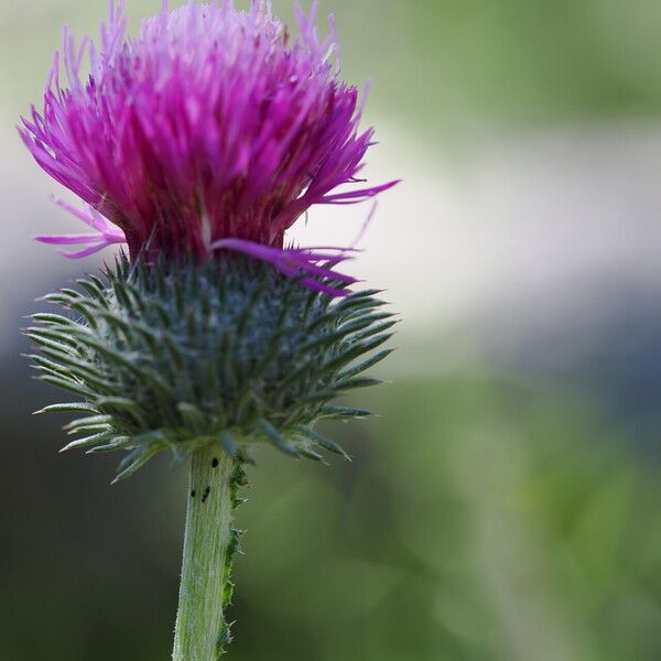 Carduus acanthoides Flower