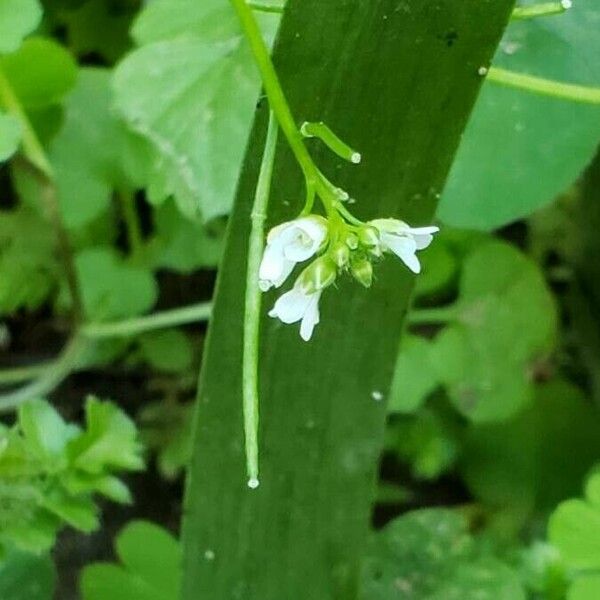 Cardamine flexuosa Květ