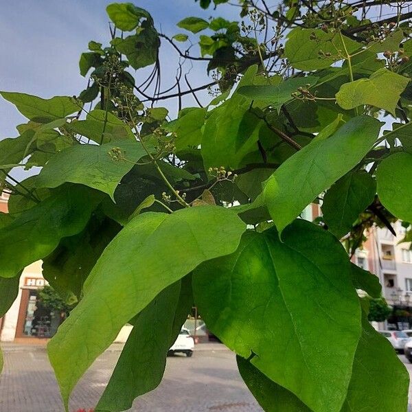 Catalpa ovata Liść