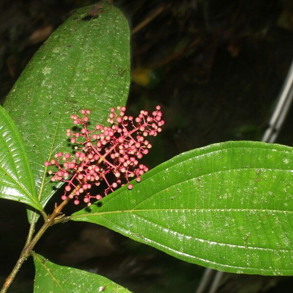 Miconia ligulata Õis