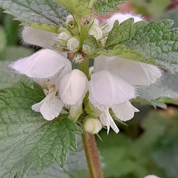 Lamium album Flower