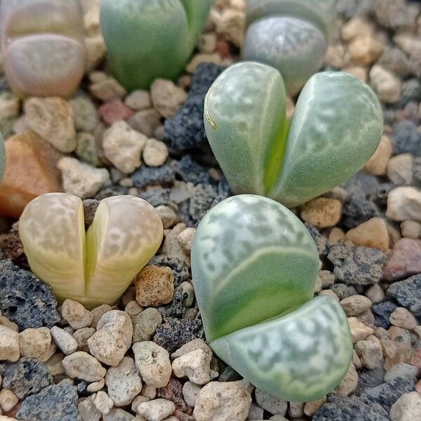 Lithops helmutii Folio