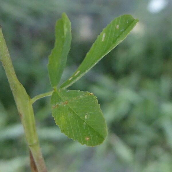 Trifolium aureum List