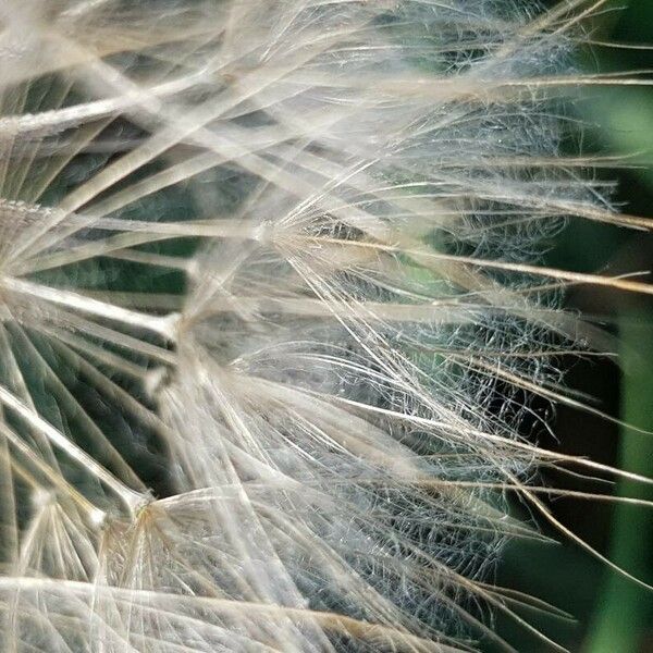 Tragopogon dubius Floro