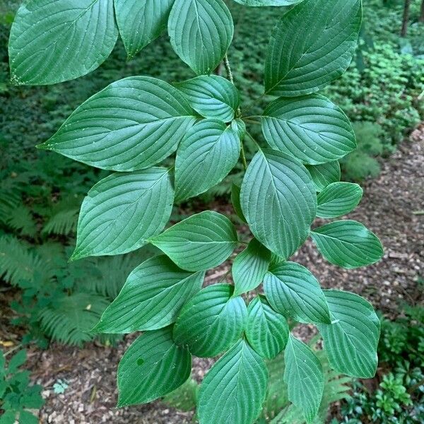 Cornus alternifolia Folio