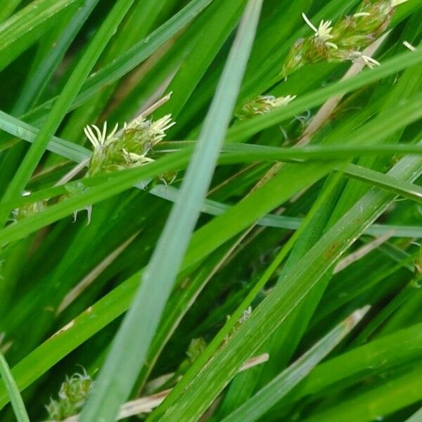 Carex leersii List