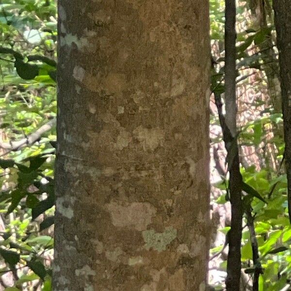 Albizia julibrissin Bark