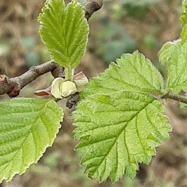 Alnus incana Hoja