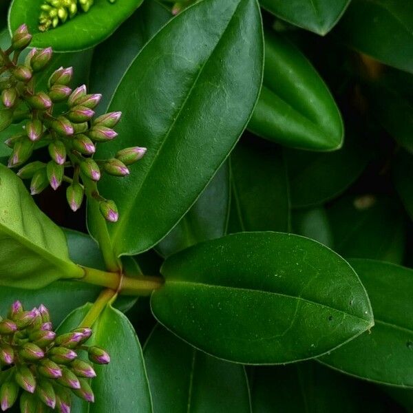 Hebe salicifolia Leaf