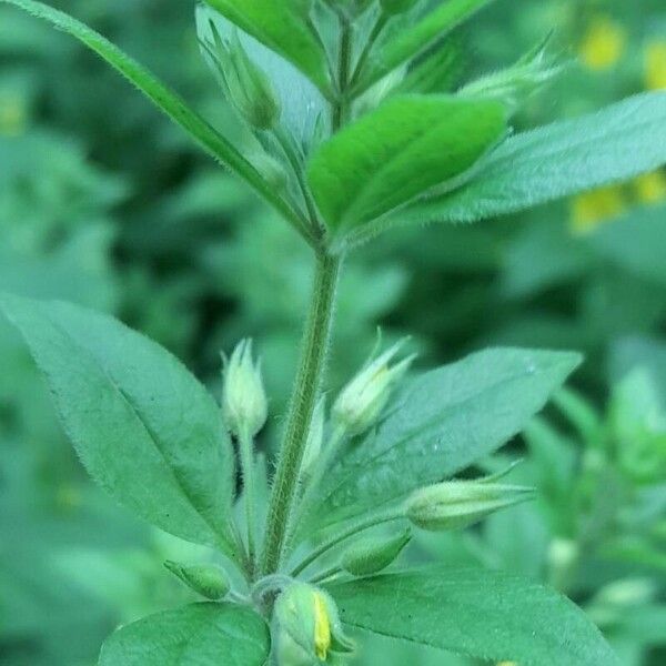 Lysimachia punctata autre