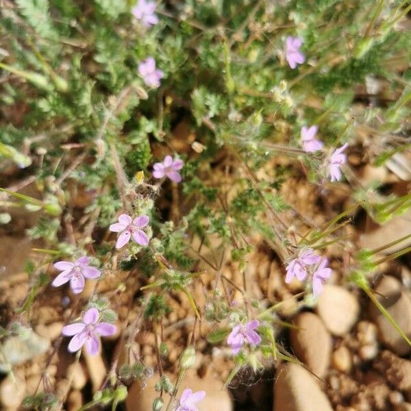 Erodium lebelii Flower