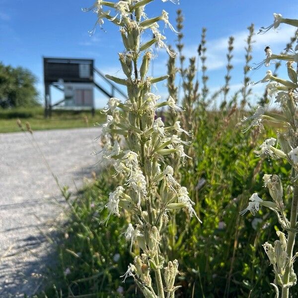 Silene viscosa Flor