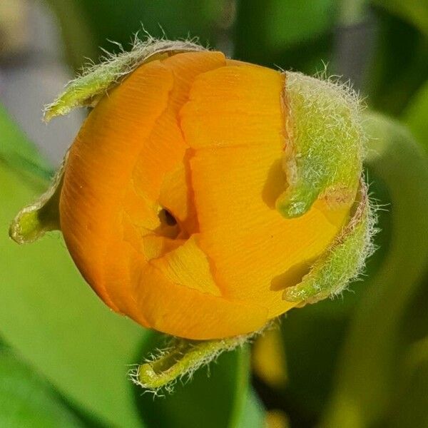 Ranunculus asiaticus Blomst