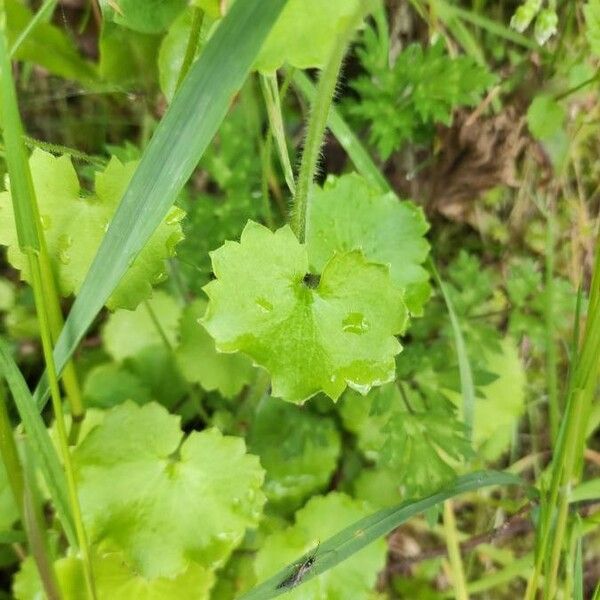 Saxifraga rotundifolia Leaf