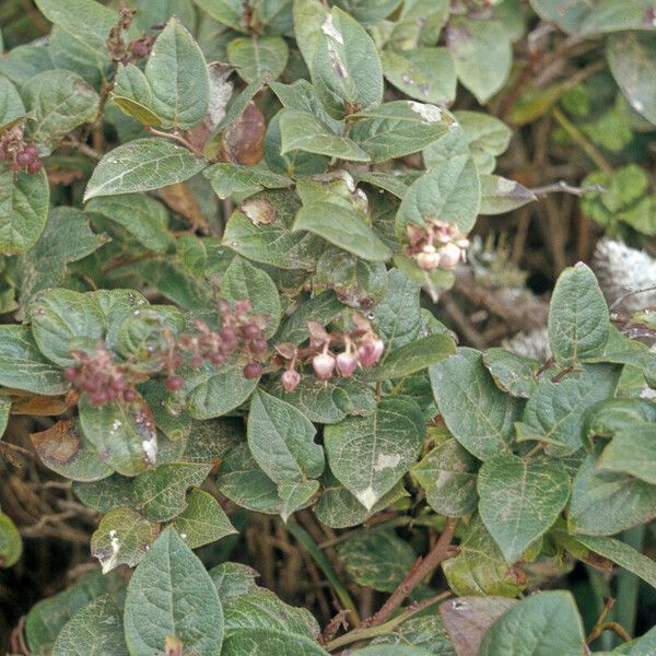 Gaultheria shallon Flower