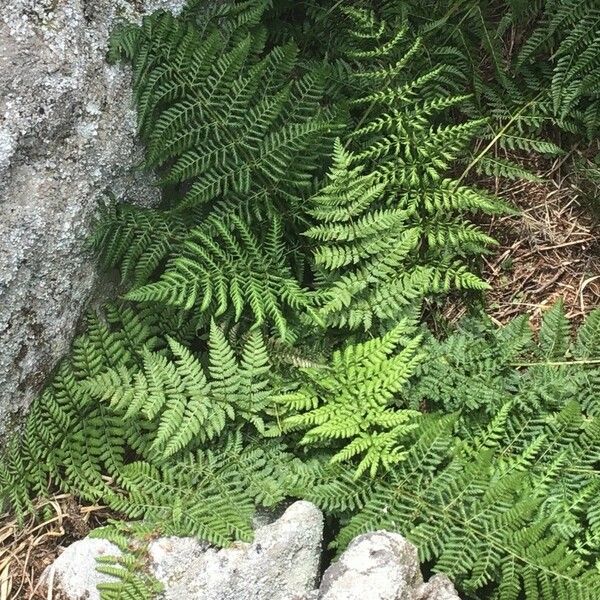 Dryopteris dilatata Leaf