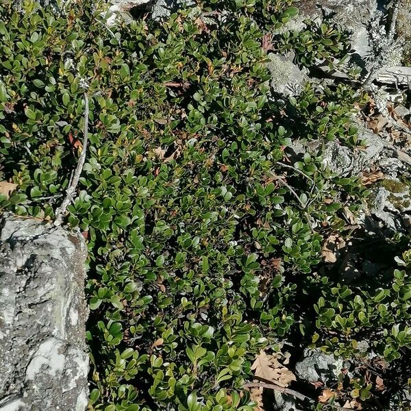 Arctostaphylos uva-ursi পাতা