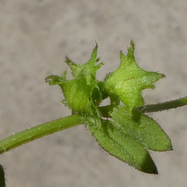 Asperugo procumbens Fruchs