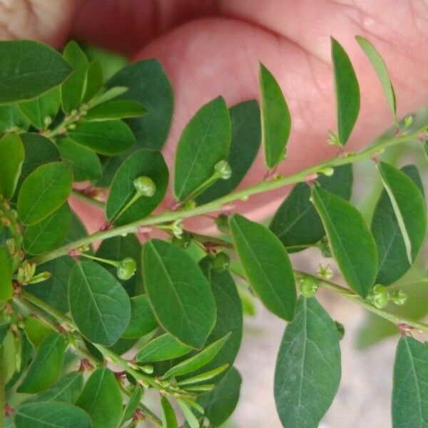 Phyllanthus tenellus Leaf