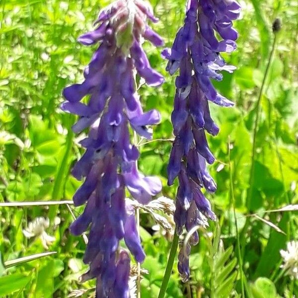 Vicia villosa Arall