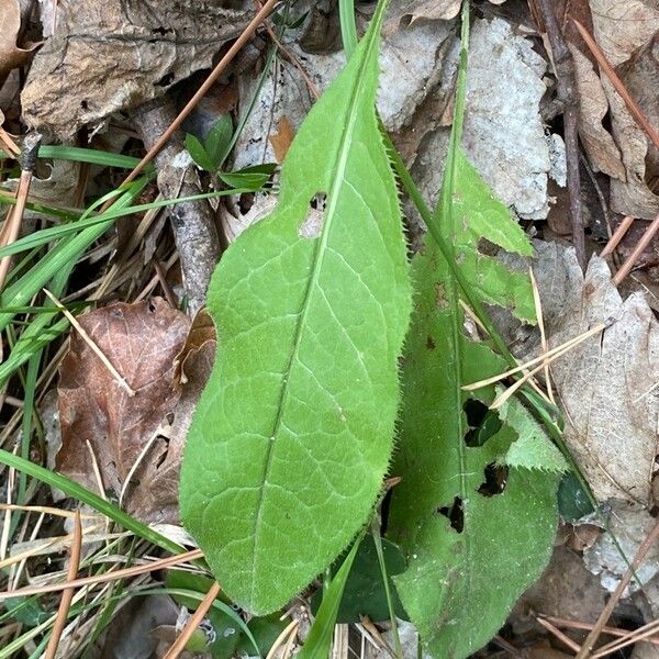 Serratula tinctoria Leaf