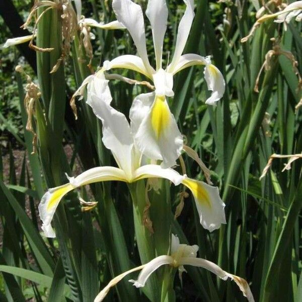 Iris spuria Floare
