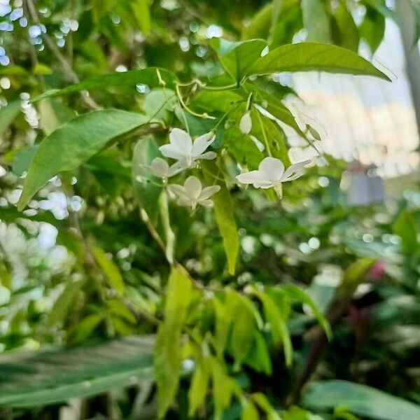 Wrightia religiosa Flower