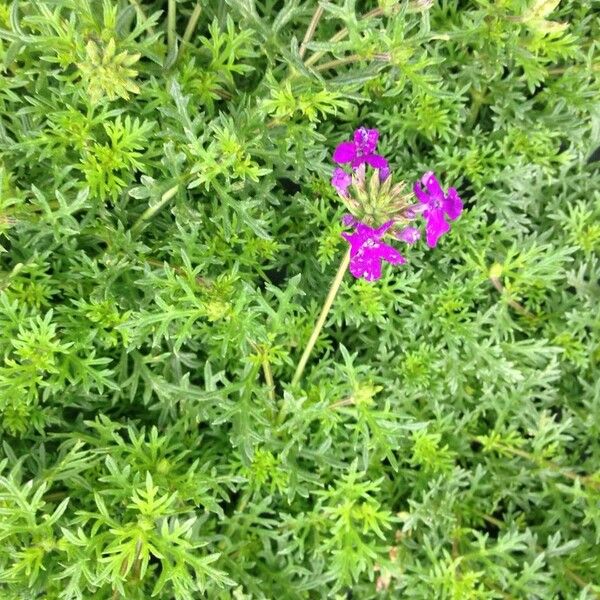 Verbena tenera Habit