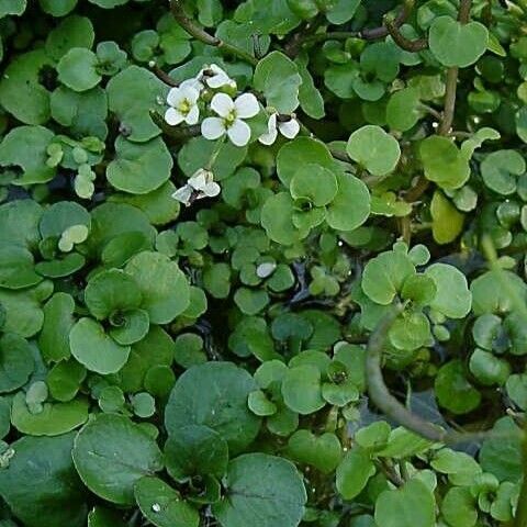 Nasturtium officinale Blatt