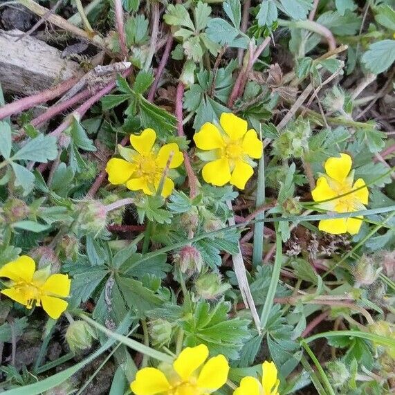 Potentilla verna Kwiat