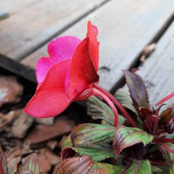 Impatiens walleriana Кветка