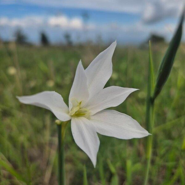 Gladiolus candidus Flower